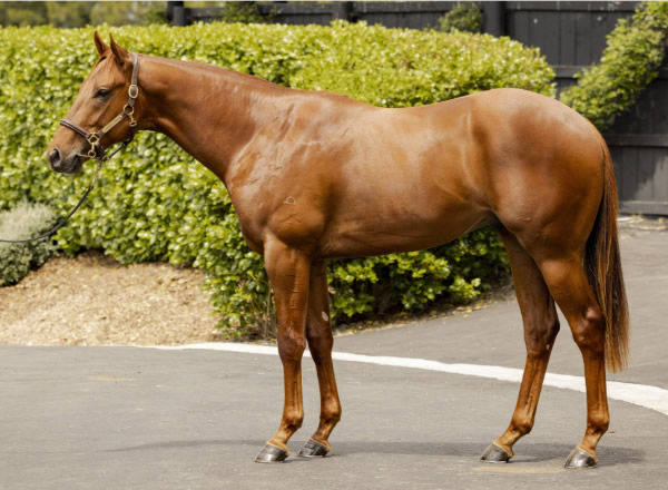 Lot 372 - Harry Angel (IRE) colt from Florabella.