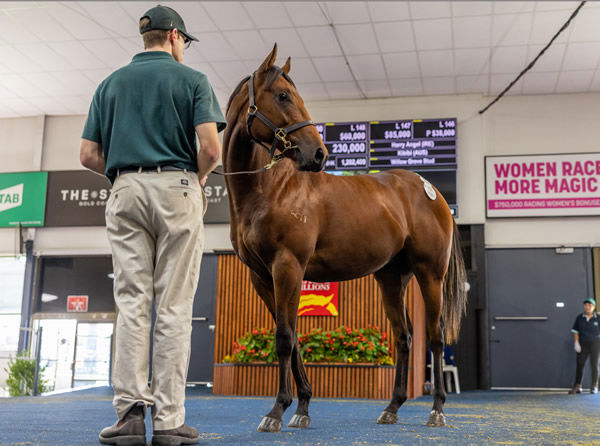 $230,000 Harry Angel (IRE) colt from Kibibi