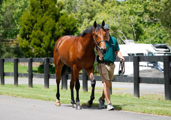 Lot 12, a Harry Angel colt made $425,000 to the bid of Mark Newnham Photo: Angelique Bridson