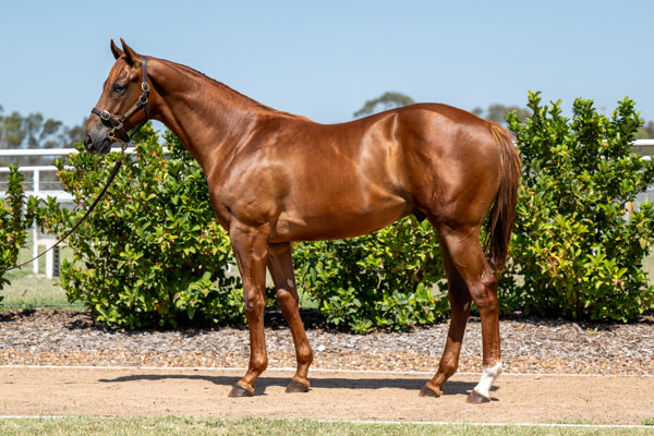 $540,000 Harry Angel (IRE) colt from Sretan.