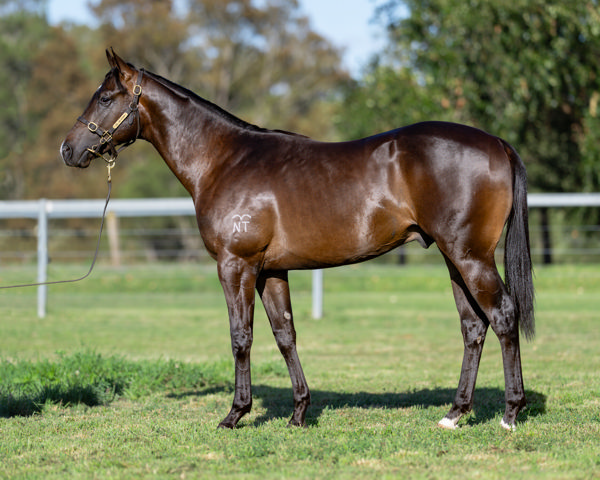 Lot 57 - the Harry Angel x Harlem Shuffle colt with Goodwood Farm has been much admired