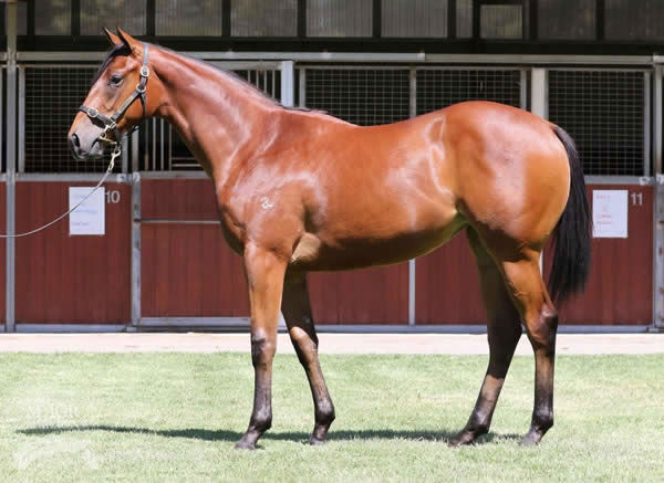 Haut Brion Her a standout yearling