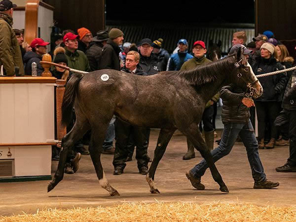 Havana Grey colt from Arcamist