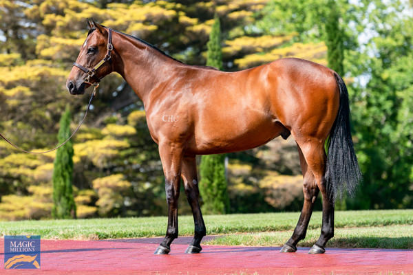 Hawker Hall was a $150,000 Magic Millions purchase.