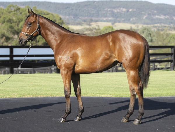 Lot 96 - the half-brother by Home Affairs to Rainbow Glow.