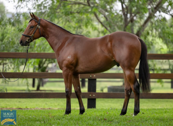 Hayek was a $300,000 Magic Millions purchase.