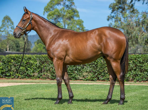 He's Essential sold for $190,000 making him the cheapest colt by his sire sold at MM 2021.