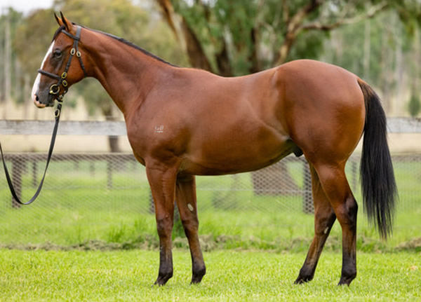 Head of the Herd sold for $1.4million at Inglis Easter.