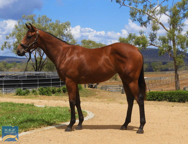 Heaven's Wish a $60,000 Adelaide Magic Millions yearling