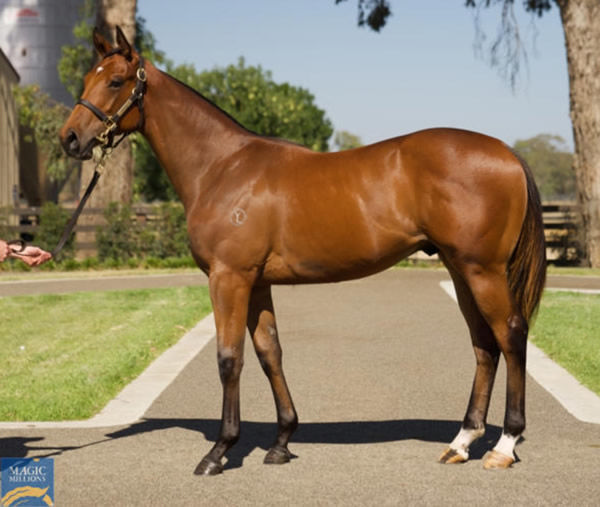 Hedged a $140,000 Magic Millions Yearling