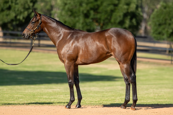 $600,000 Hellbent filly from La Tigeresa will be trained by Michael Freedman.