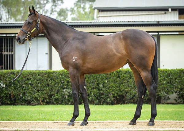 Full sister to Helldancer to be offered at Inglis Classic.