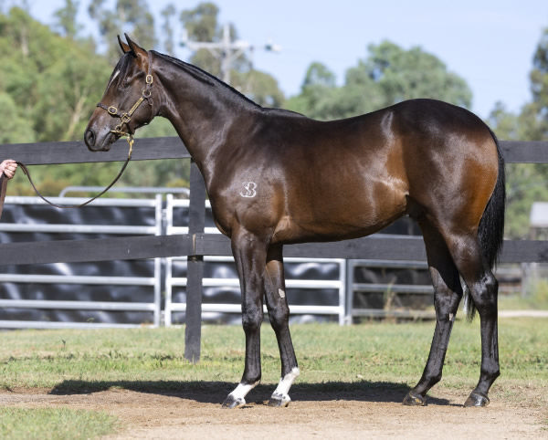 Collingrove Stud will offer the Hellbent colt from Calle Flora.