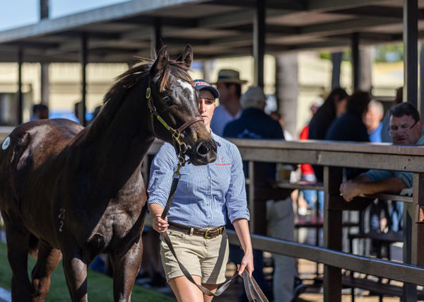 $400,000 Hellbent filly from Rose of Mulan