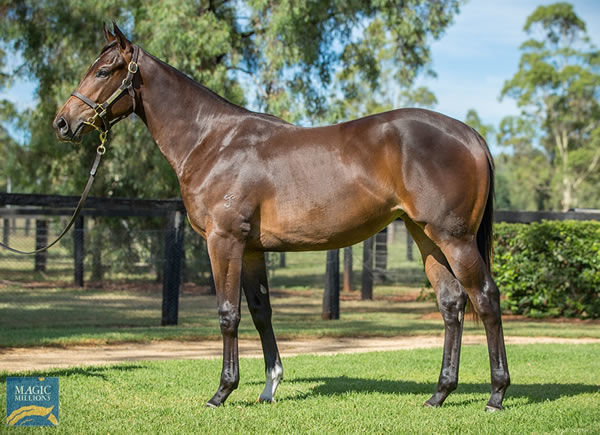 Hellbent x Diamond Cove filly - Lot 230 for Yarraman park at MM Gold Coast