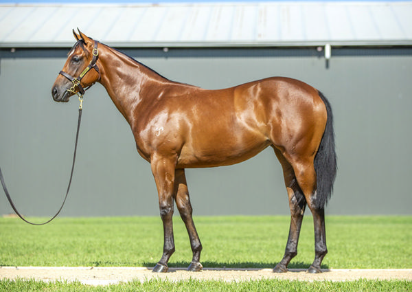 Helldeeva was a $130,000 Inglis Classic Yearling purchase.