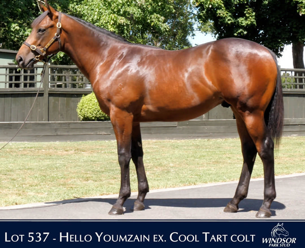 Hello Youmzain (FR) colt from Cool Tart as a yearling.