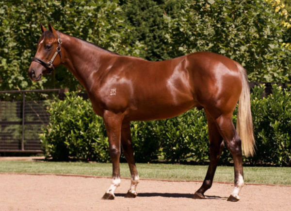 Henlein was a $300,000 Inglis Easter purchase from Milburn Creek.