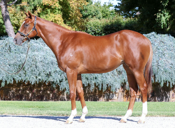 Herastar was well bought at Inglis Premier for just $40,000. 