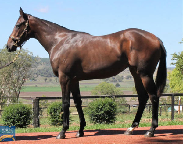 Heroic Angel was a $70,000 Magic Millions March Yearling purchase.