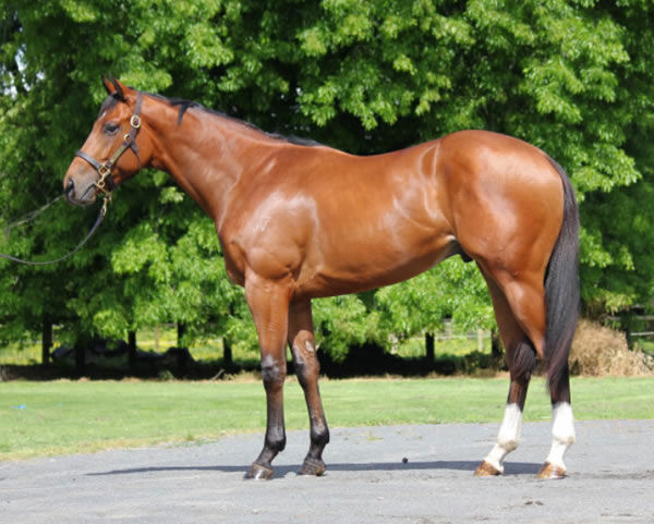 $350,000 Heroic Valour colt from Lassila
