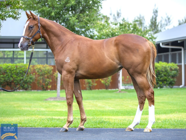 $350,000 Magic Millions purchase Hiatus was a trial winner this morning. 