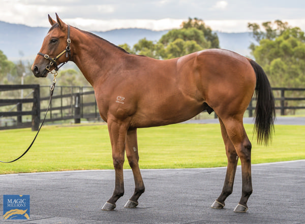 Hidden Motive was a $120,000 Magic Millions purchase.