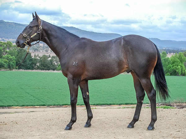 Highly Decorated a $90,000 Inglis Classic yearling