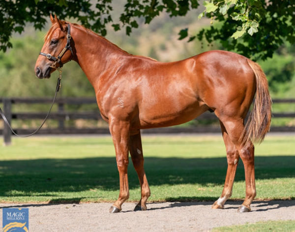 Highness was a $900,000 Magic Millions purchase.