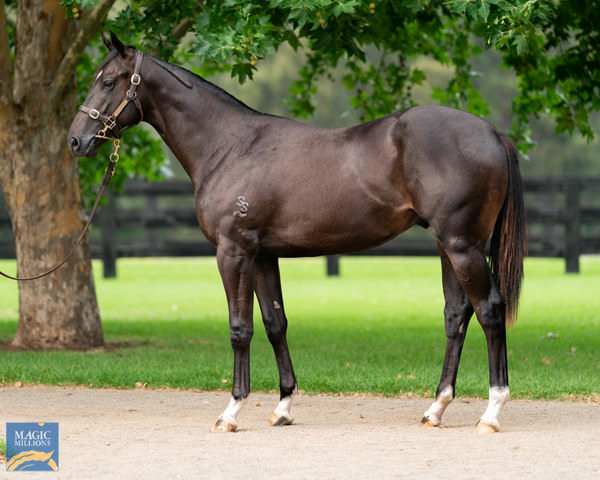 Hillier was a $500,000 Magic Millions purchase.