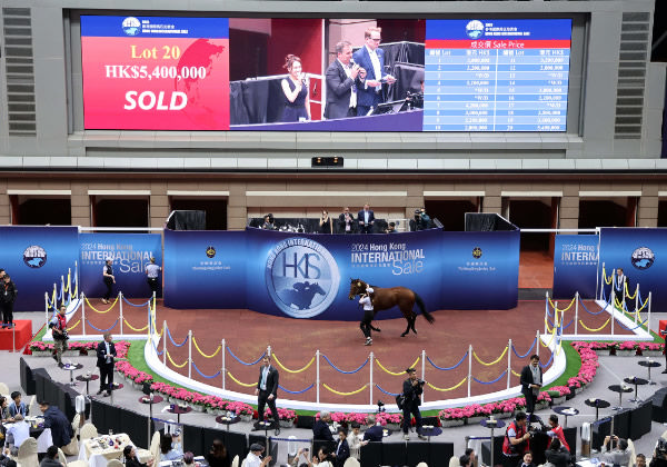 Starspangledbanner had the top lot at the HK Internationals Sale on Friday.