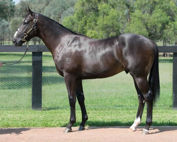 Holbien was bred and sold by Kia Ora Stud.