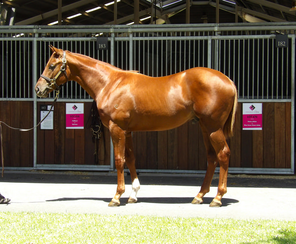 $220,000 Home Affairs x Blue Grass Music (USA) colt. 