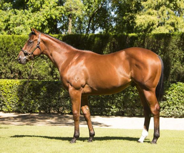 Home Affairs as a yearling