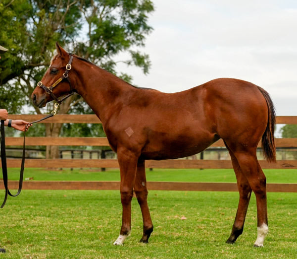 Home Affairs filly from Aaralyn, click to see her page.
