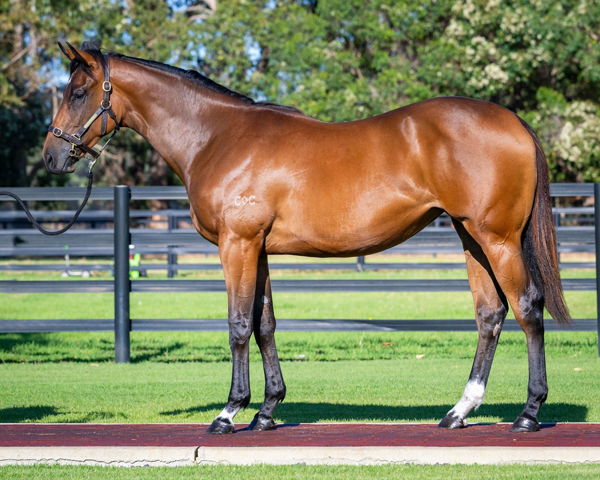 Lot 130 - the half-sister by Home Affairs to Malua Bay.