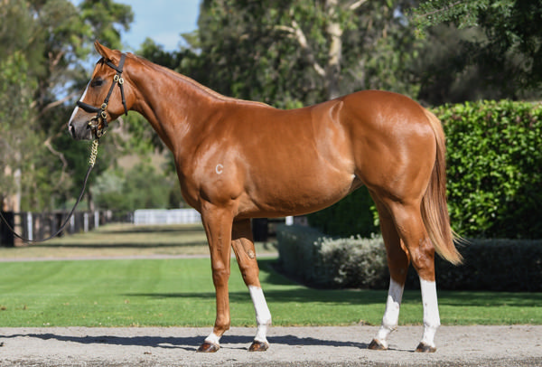 $1,050,000 Home Affairs filly from Champagne Cuddles.