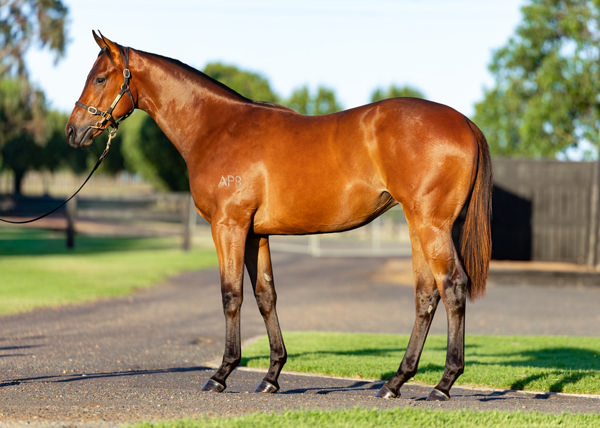 $700,000 Home Affairs filly from Dance Music.