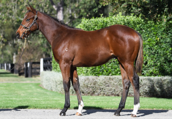 $260,000 Home Affairs colt from Extra Olives