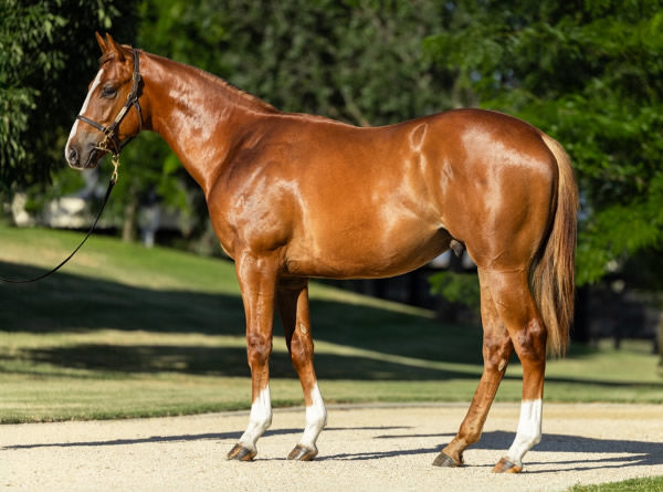 Half-brother Home Affairs to Quietly Arrogant to be offered as Lot 944, click to see  his page.