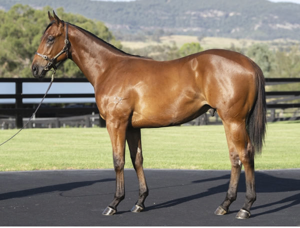 Lot 96 - Half-brother by Home Affairs to Rainbow Glow.