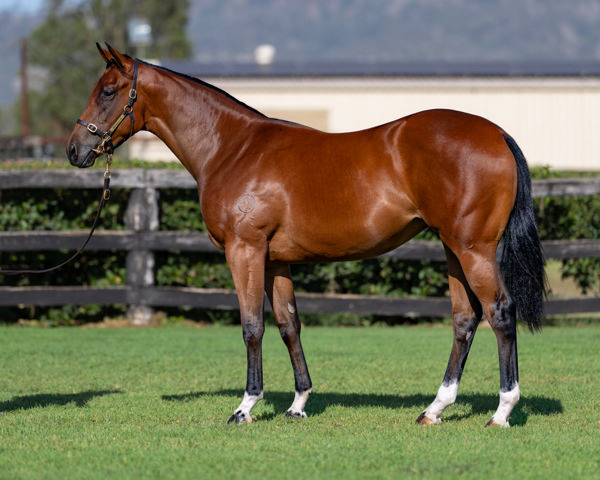 $380,000 Home Affairs filly from You Rang.