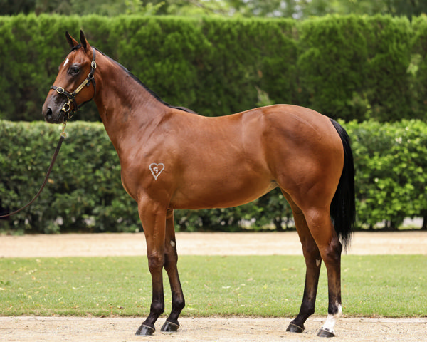 Lot 341 - The Home Affairs x Red Hearts filly with Torryburn Stud