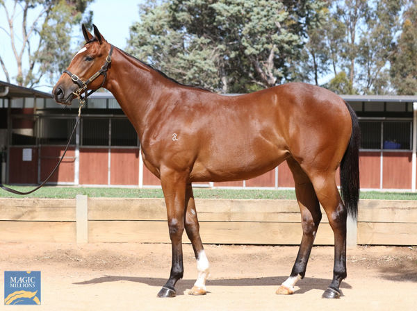 Honey Pot a $300,000 Magic Millions yearling