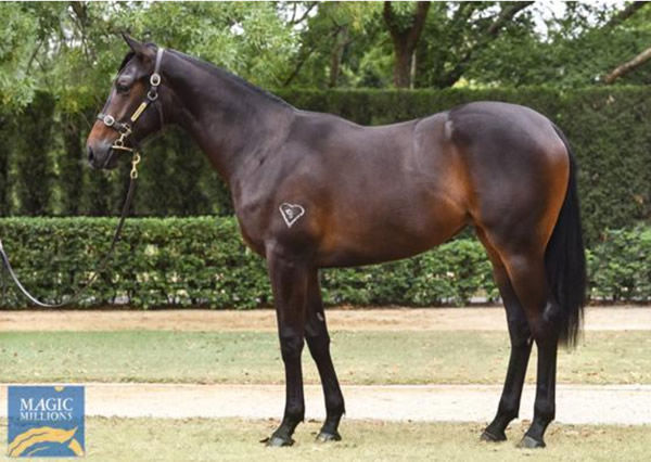 Hoover Lucy was a $120,000 Magic Millions purchase from Torryburn Stud.