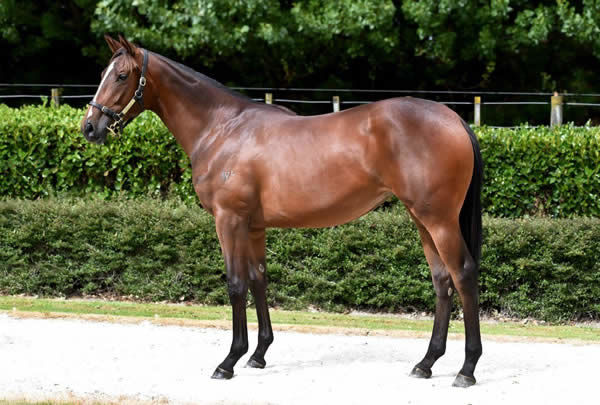 House Of Cartier as a yearling