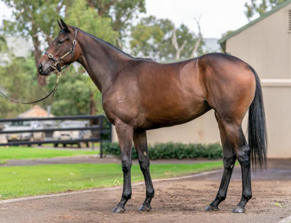 Howgoodareyou was a $300,000 Inglis Easter purchase from Kitchwin Hills.