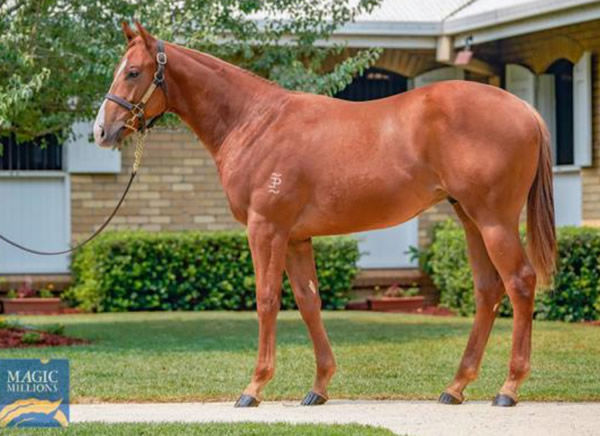 A $200,000 Magic Millions purchase, Huesco as a yearling.