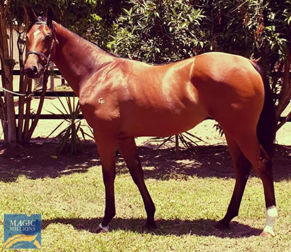 Humble Star as a yearling.