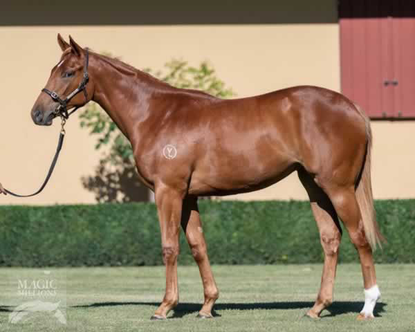 Hungry Heart as a yearling, she was bred and raised by Yulong.